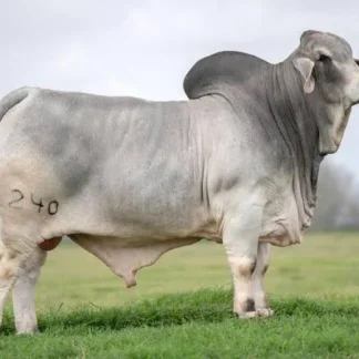Brahma Bull