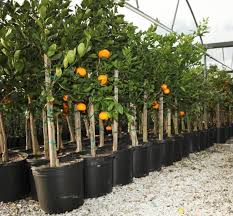 Orange Trees for planting