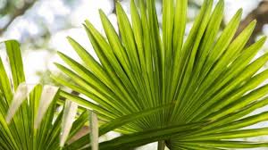 Thatch House Palm Leaves